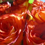 Roses Roses